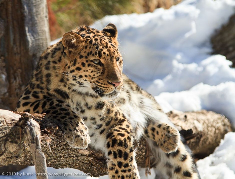 Amur Leopard endangered