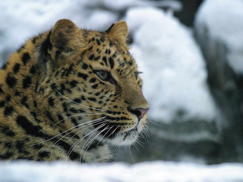 Far Eastern (Amur) Leopard