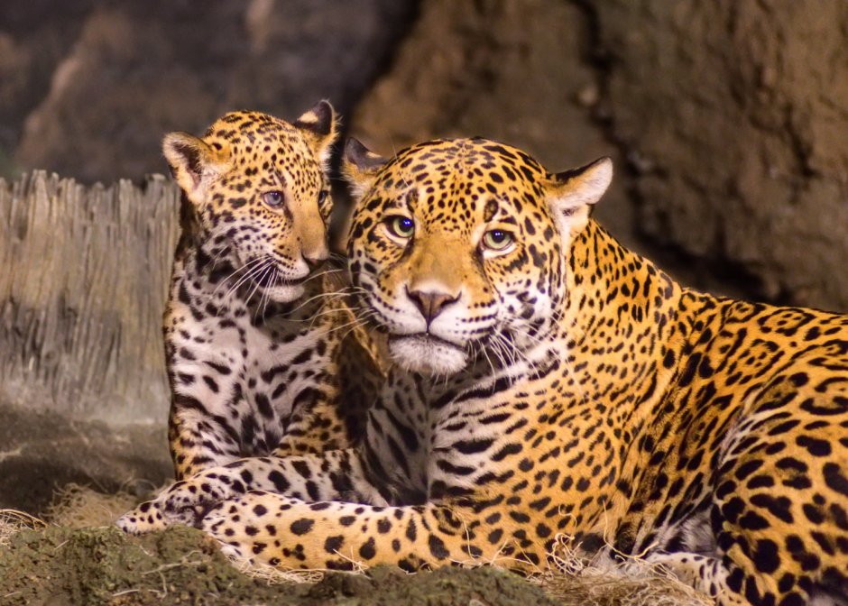 What is a Leopards Diet
