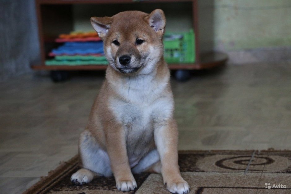 Корги и Шиба