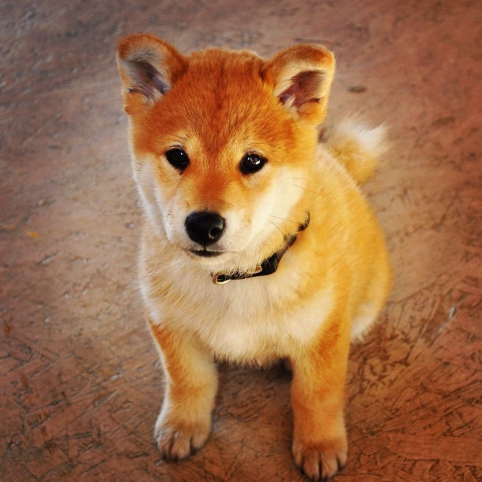 Very cute Shibe