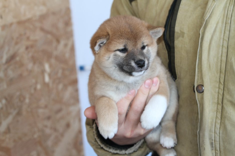 Корги ину