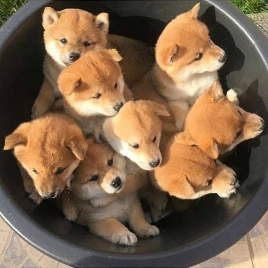Shiba Inu + Husky