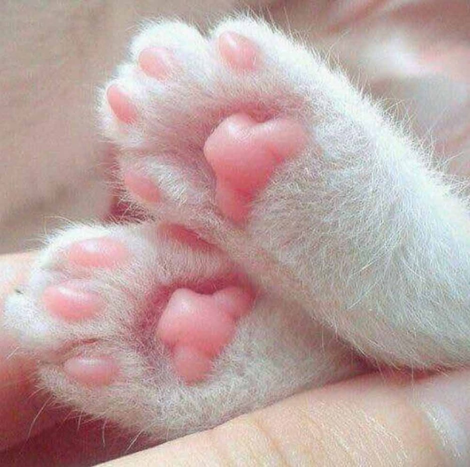 Лапка котика