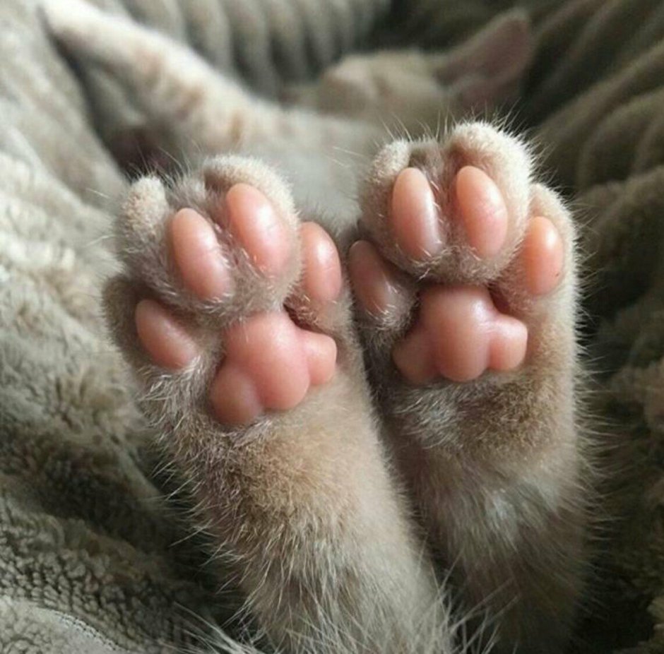 Пяточка кота