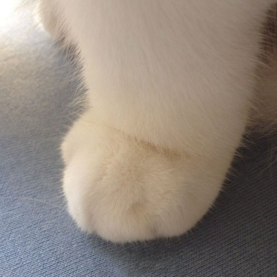 Вытянутые лапы кота