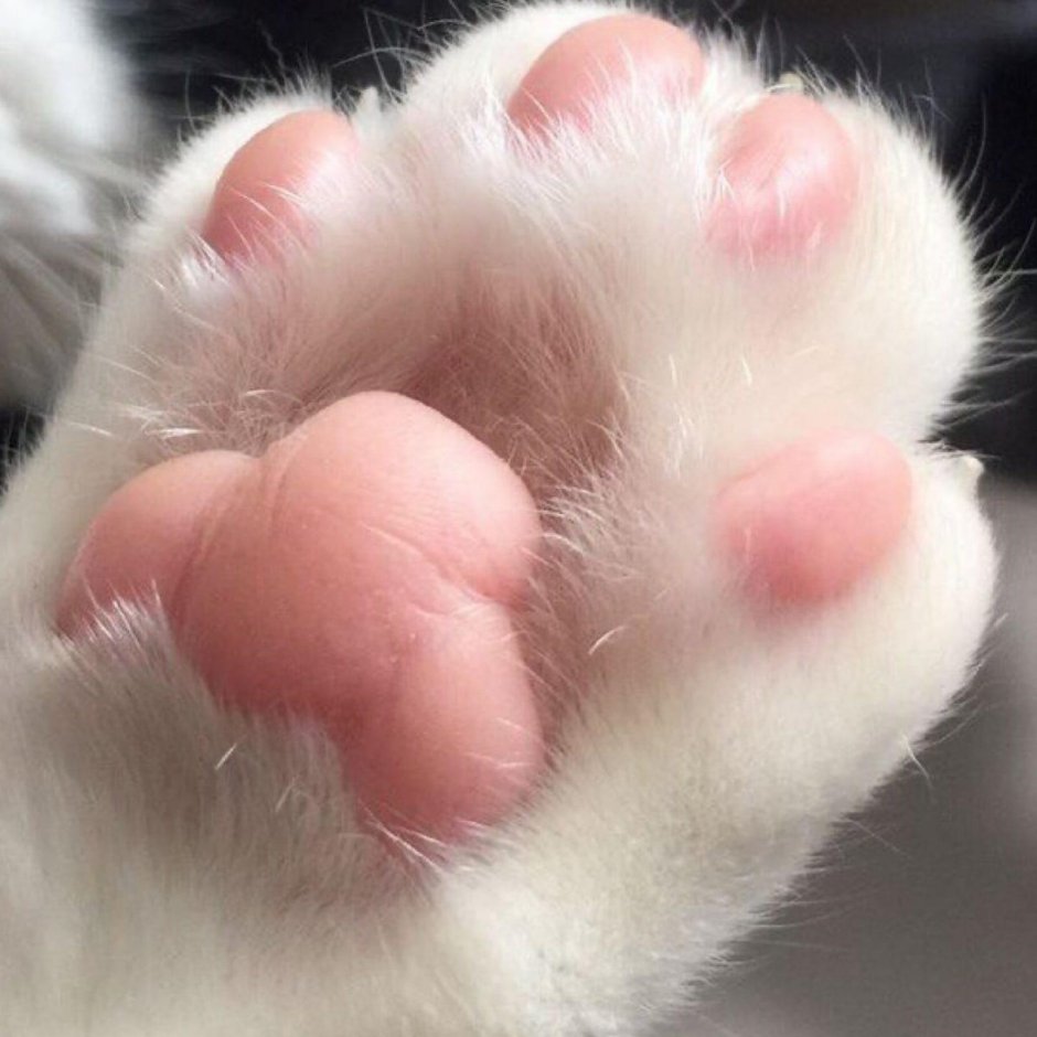 Кошачьи лапки подушечки