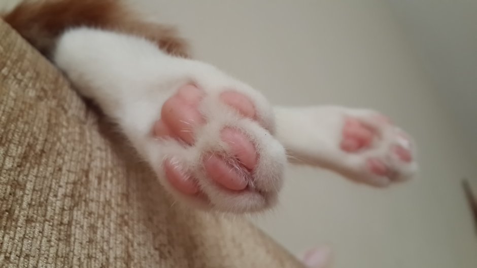 Лапка котика