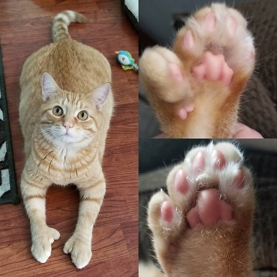 Носочки для кошек
