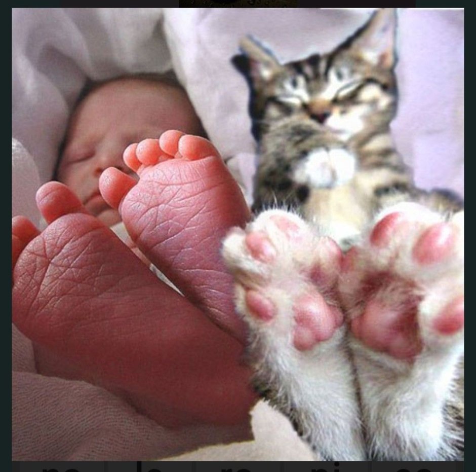 Кошачья лапка