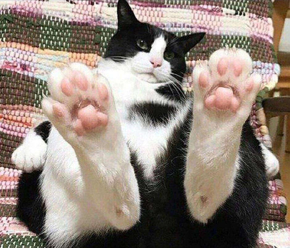 Пяточка кота