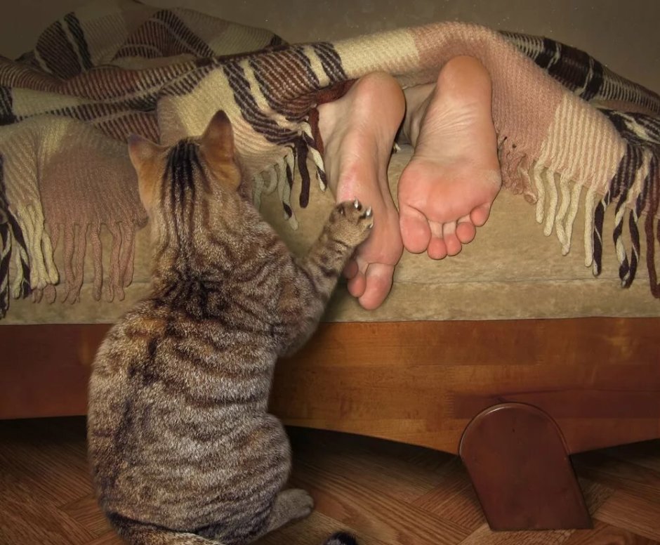 Котики на стеклянном столе