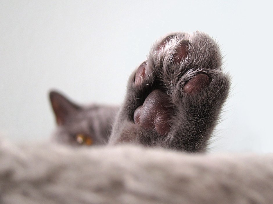 Кошачья лапка