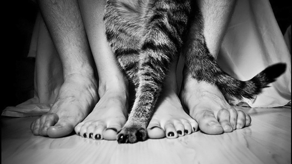 Тату лапки кошки