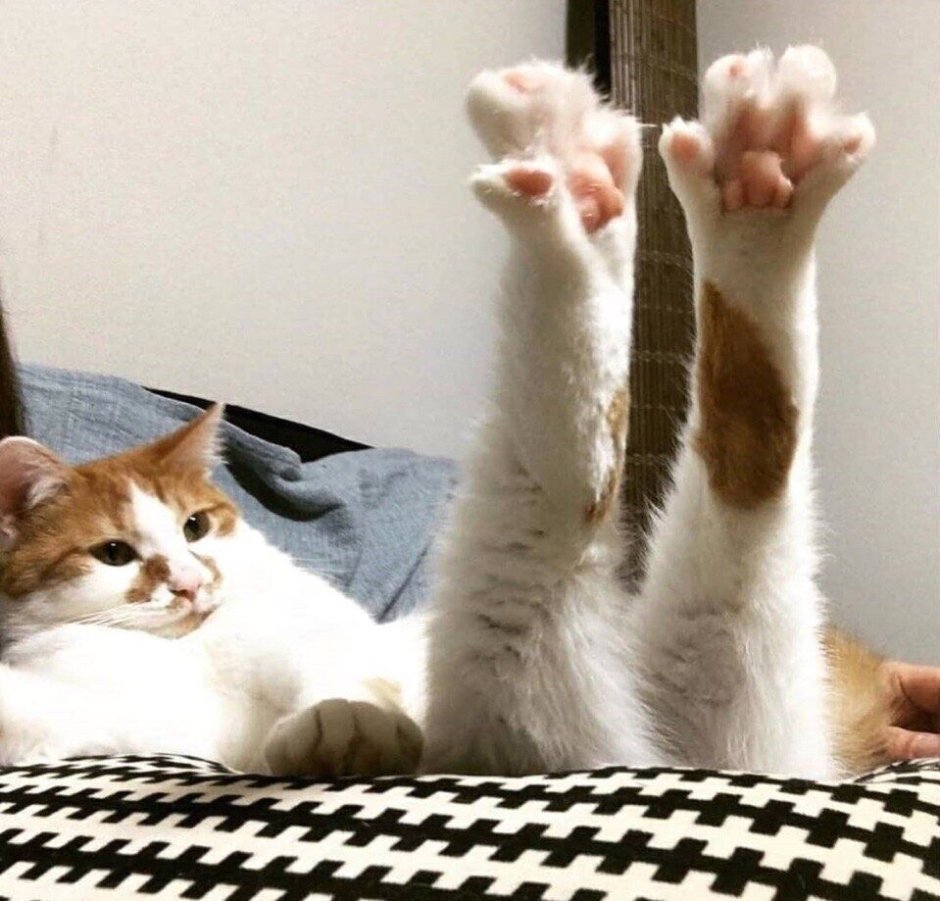 Эстетика кошачьих лапок
