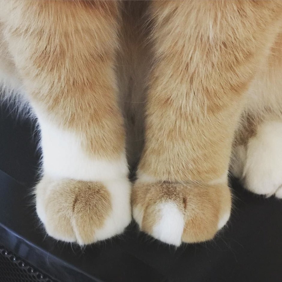 Лапка котика