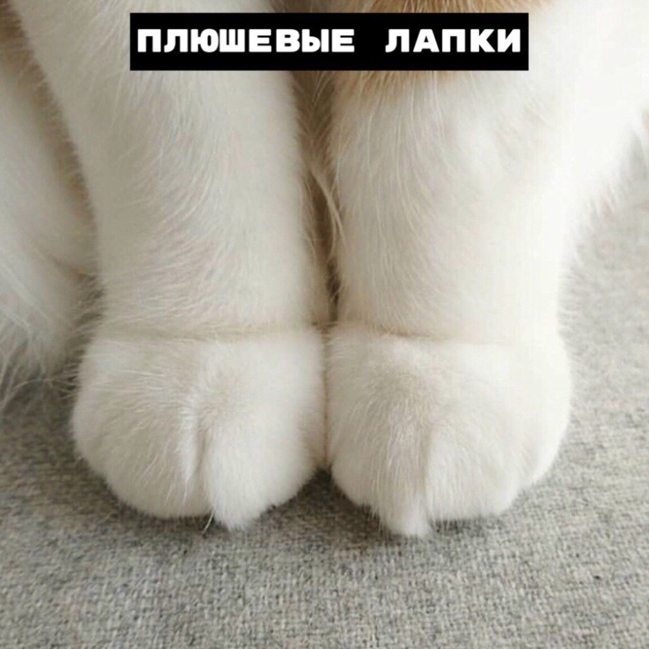 Кошачьи лапки подушечки