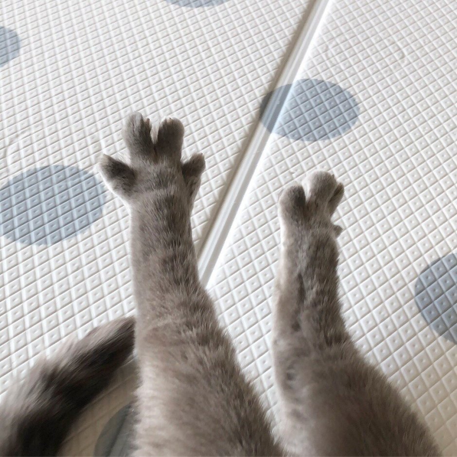 Котики Эстетика