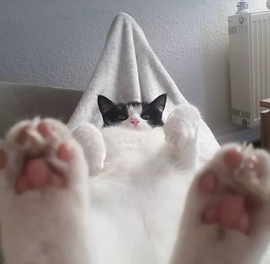 Пятки кота