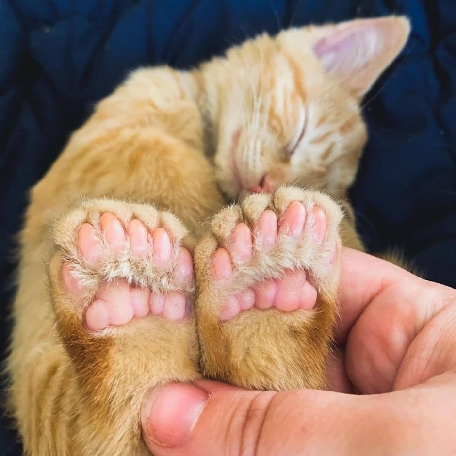 Подушечки лап у кошек