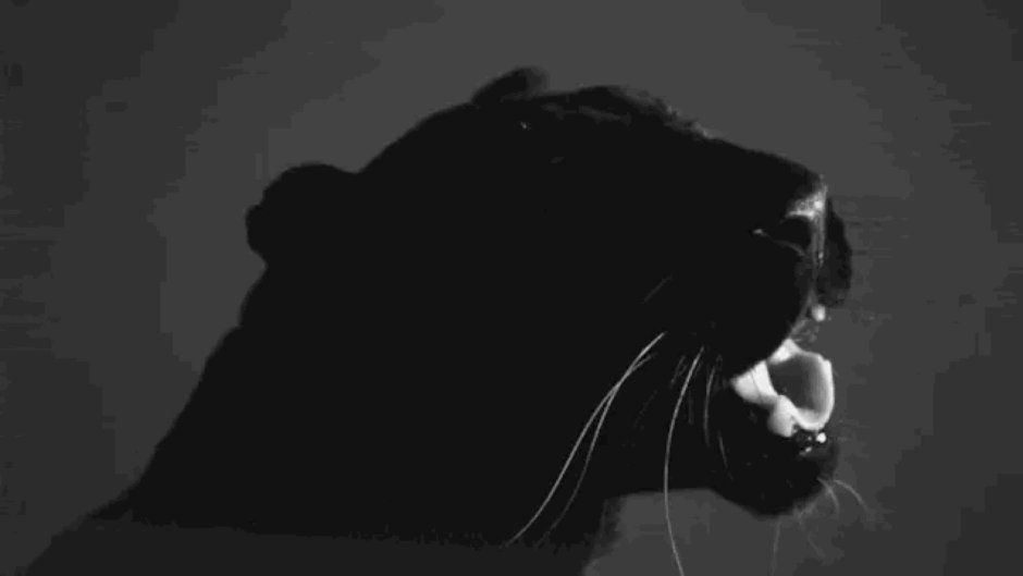 Черная пантера gif