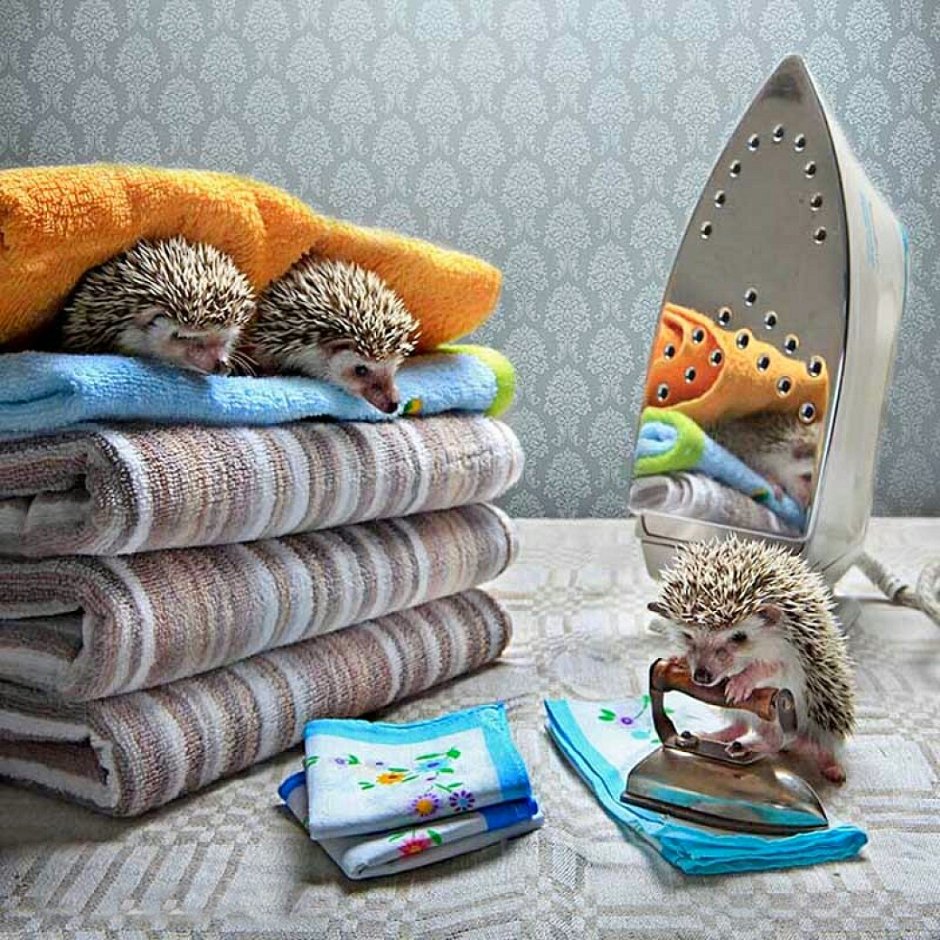 Домик для диких ежей