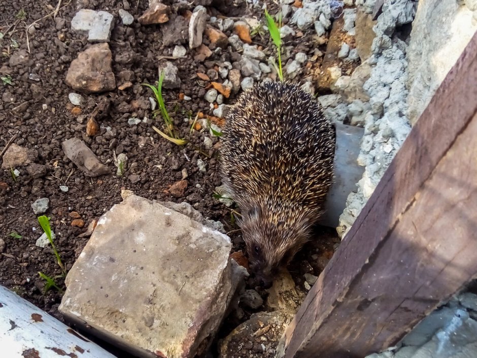 Домик для Ёжика на даче