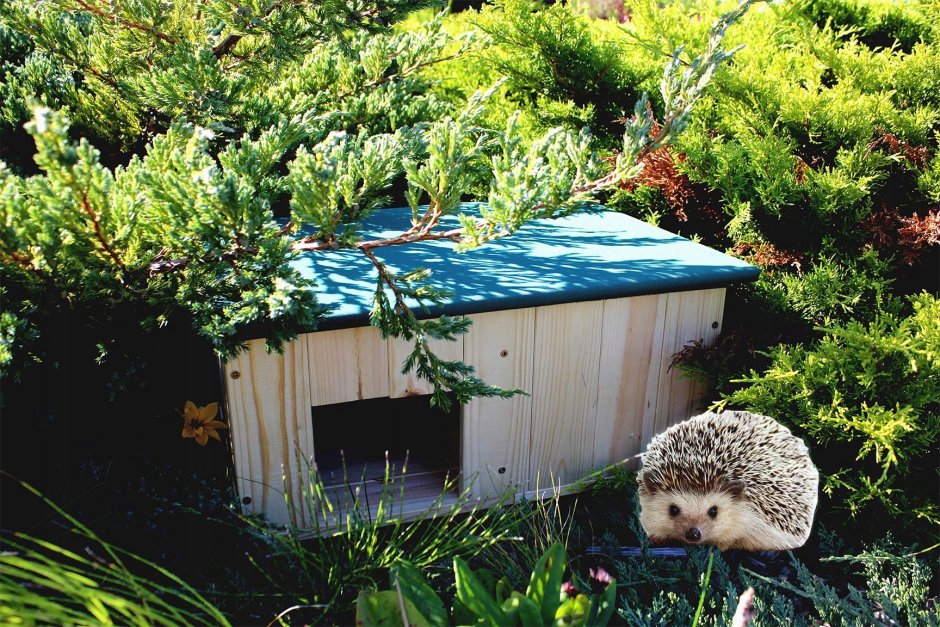 Еж-программист картинки