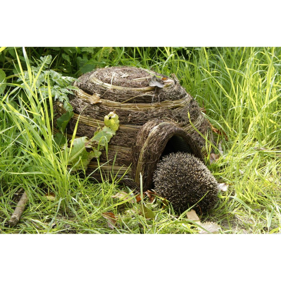 Ежик турист