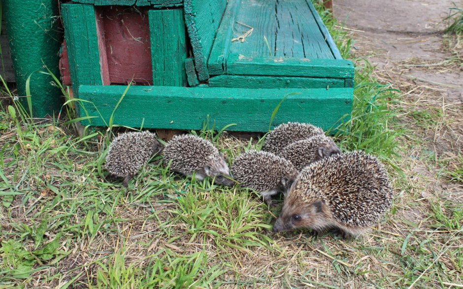 Домик для ежика