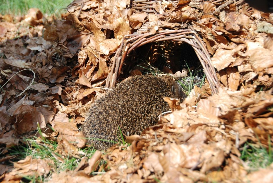 Домик Бараша из смешариков