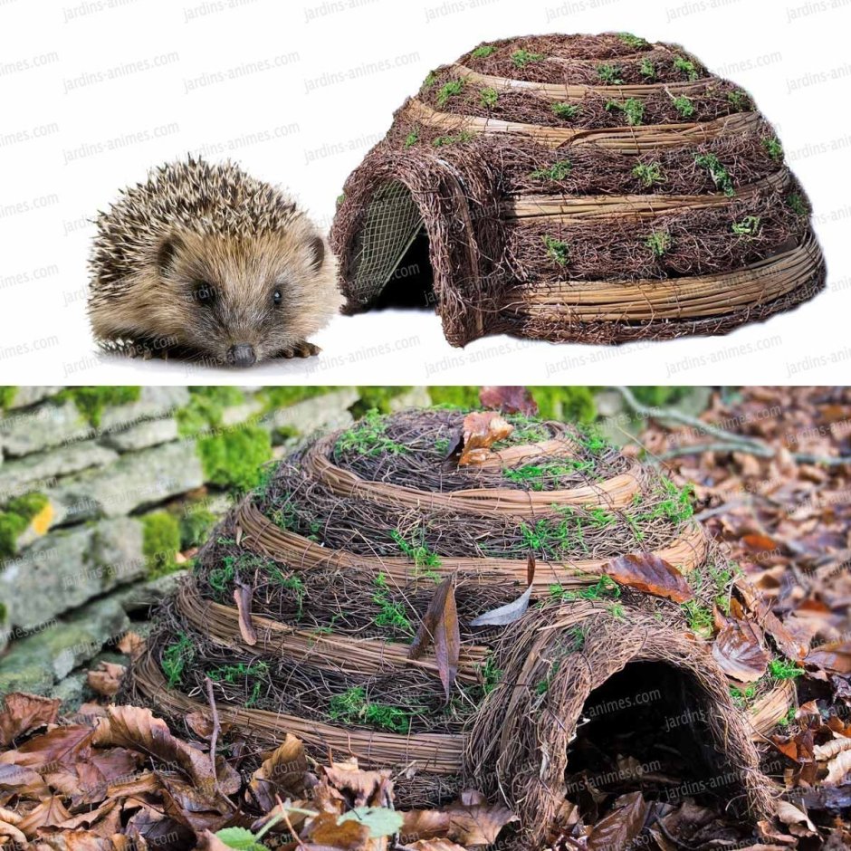 Сказочные грибы