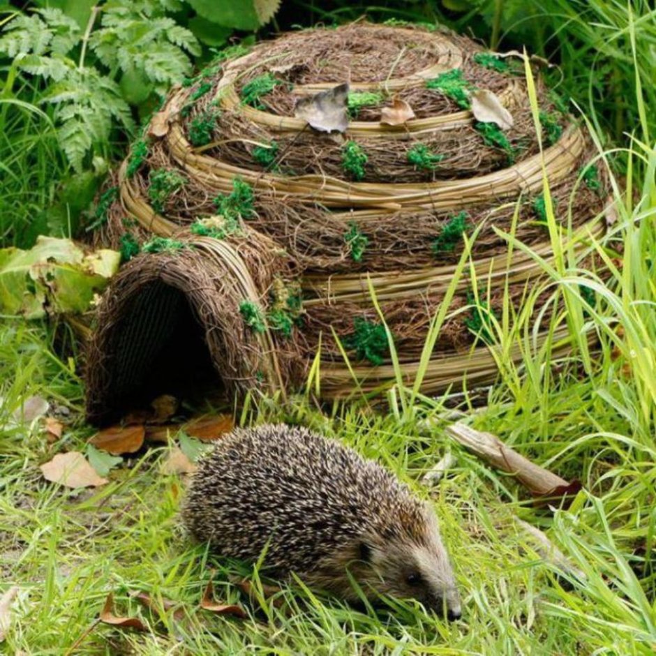 Художник-иллюстратор Ирина Глущенко