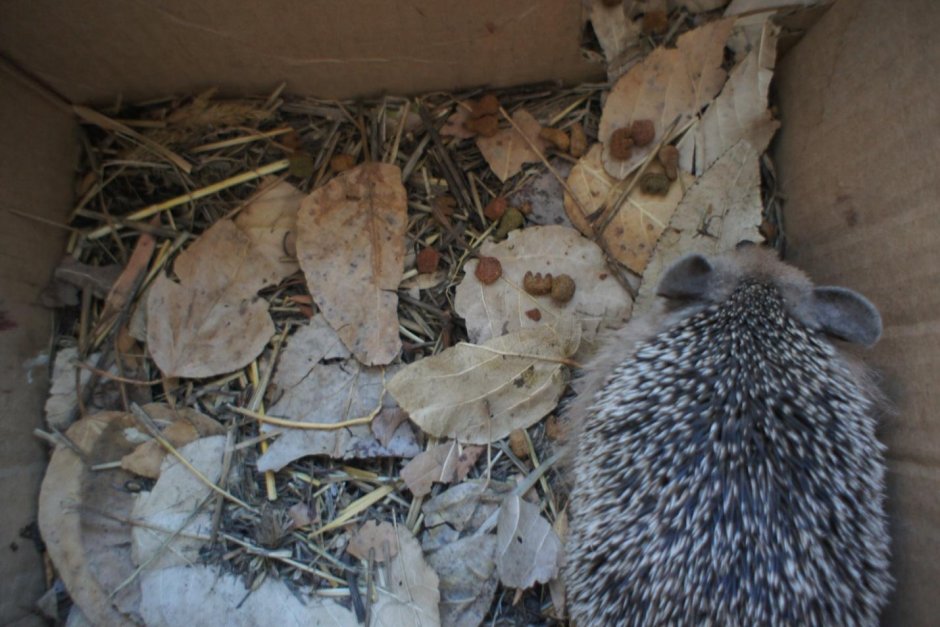 Домик для ежика