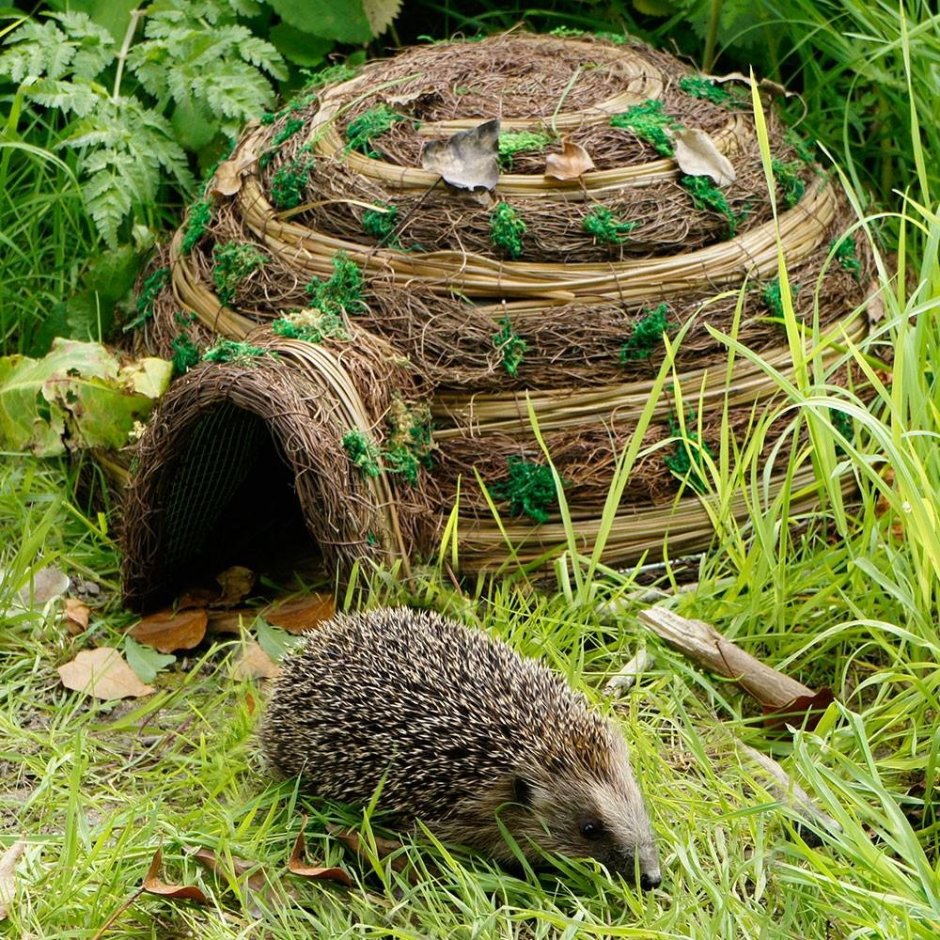 Пивоварова Ежик