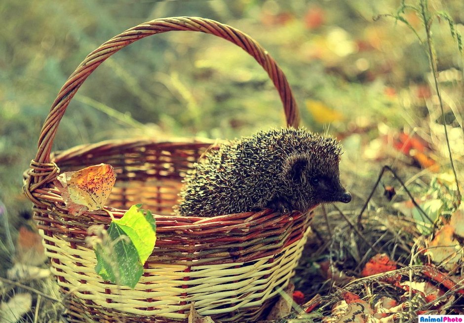 Домик ежика на белом фоне