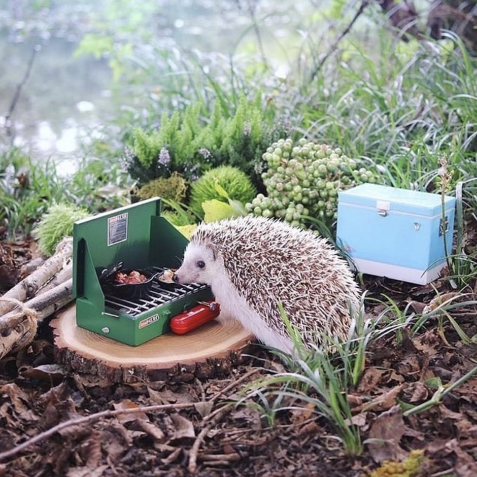 Домик для лесного ежа