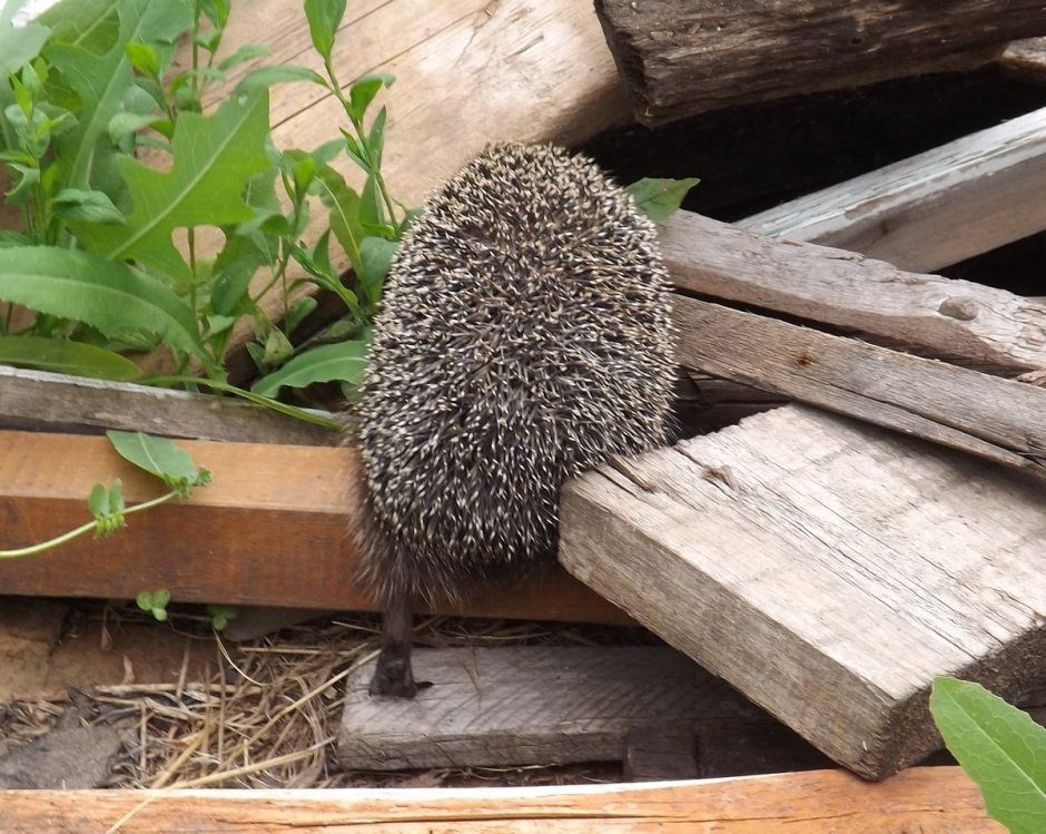 Домики для ежей в саду
