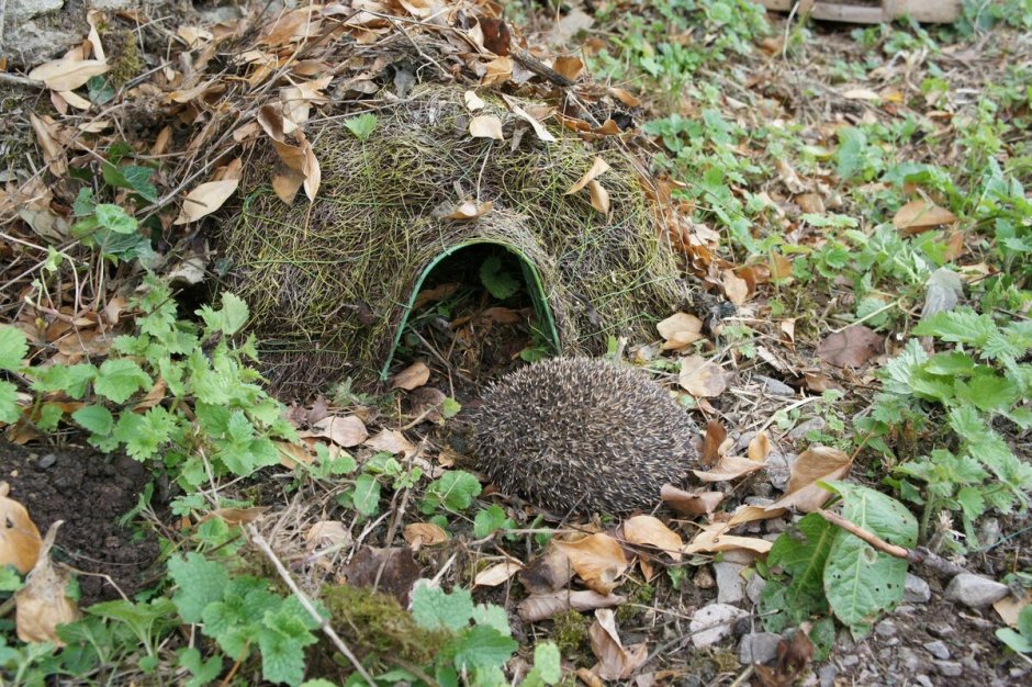 Художник-иллюстратор Ирина Глущенко