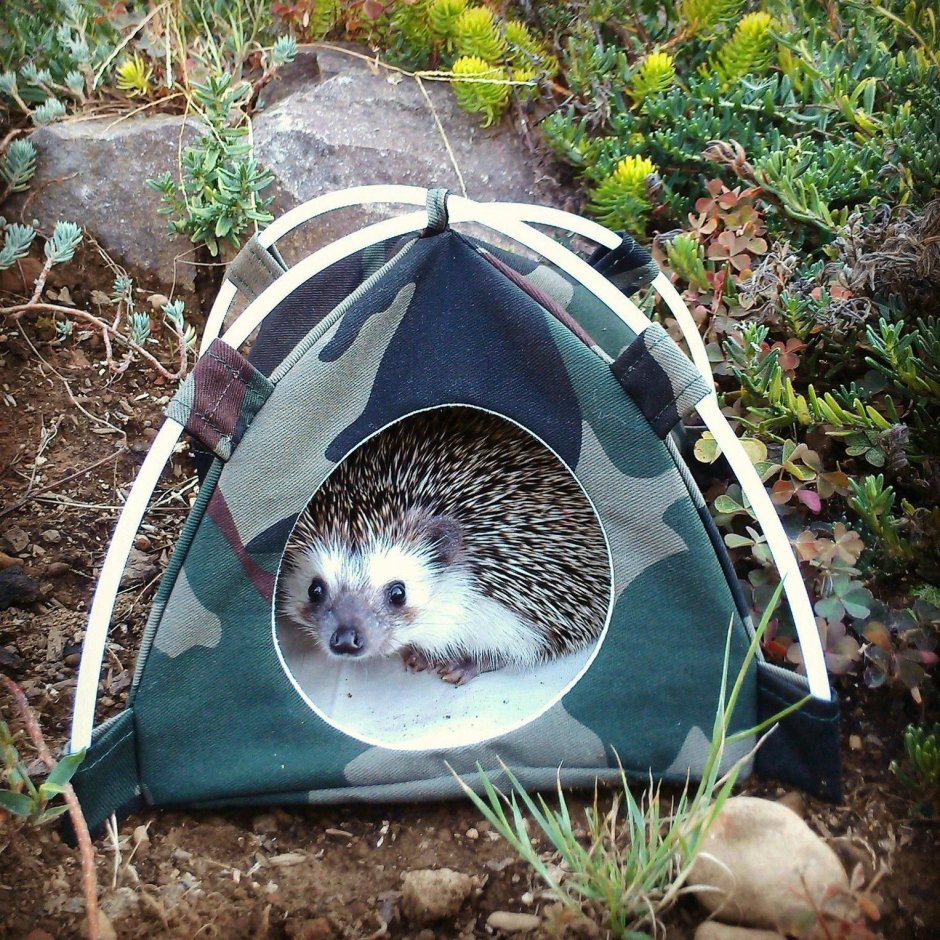 Домик ежика в лесу