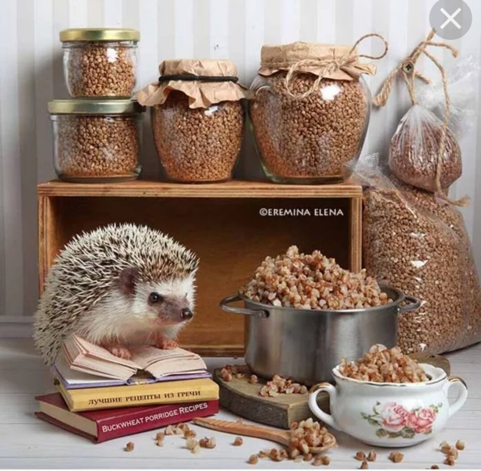 Еж крыса в Астрахани