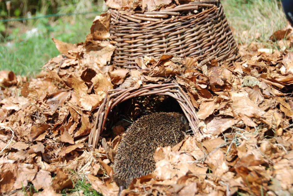 Хатки и плотины Бобров