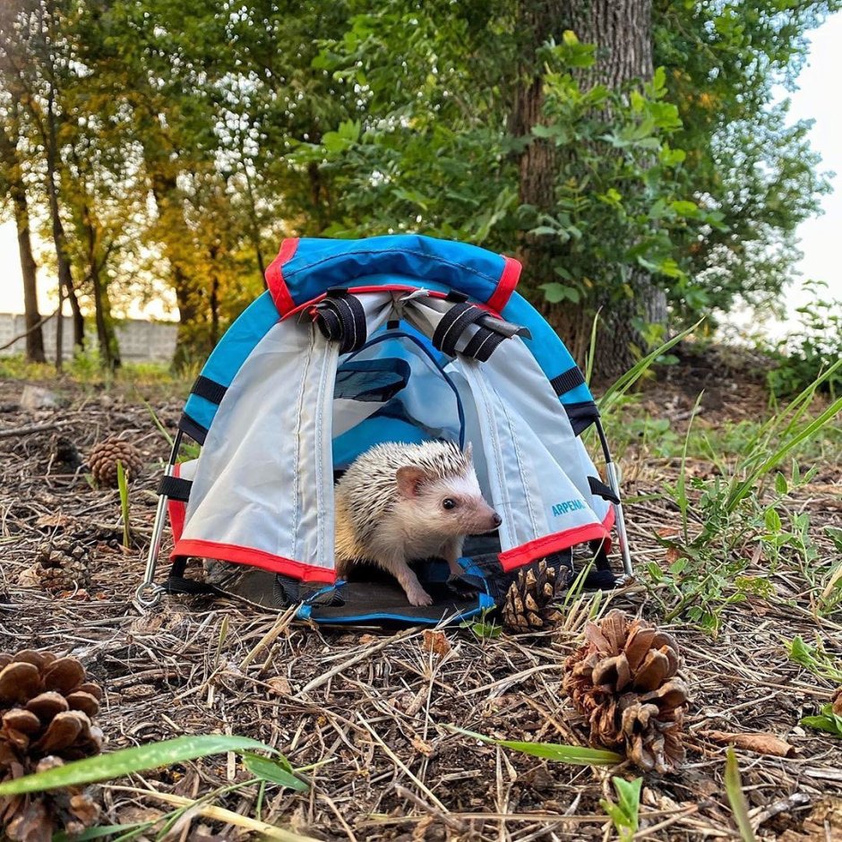 Ежик пришел во двор