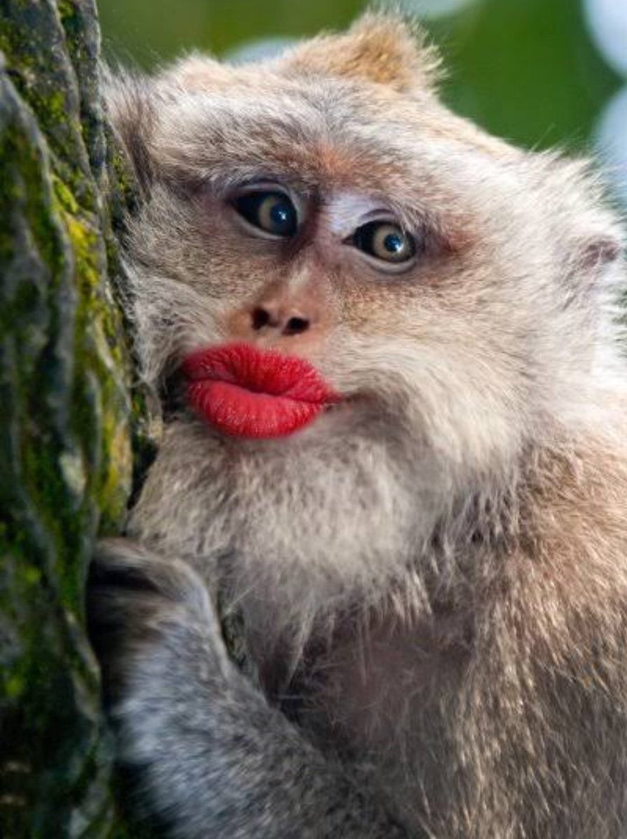 Накрашенная обезьяна