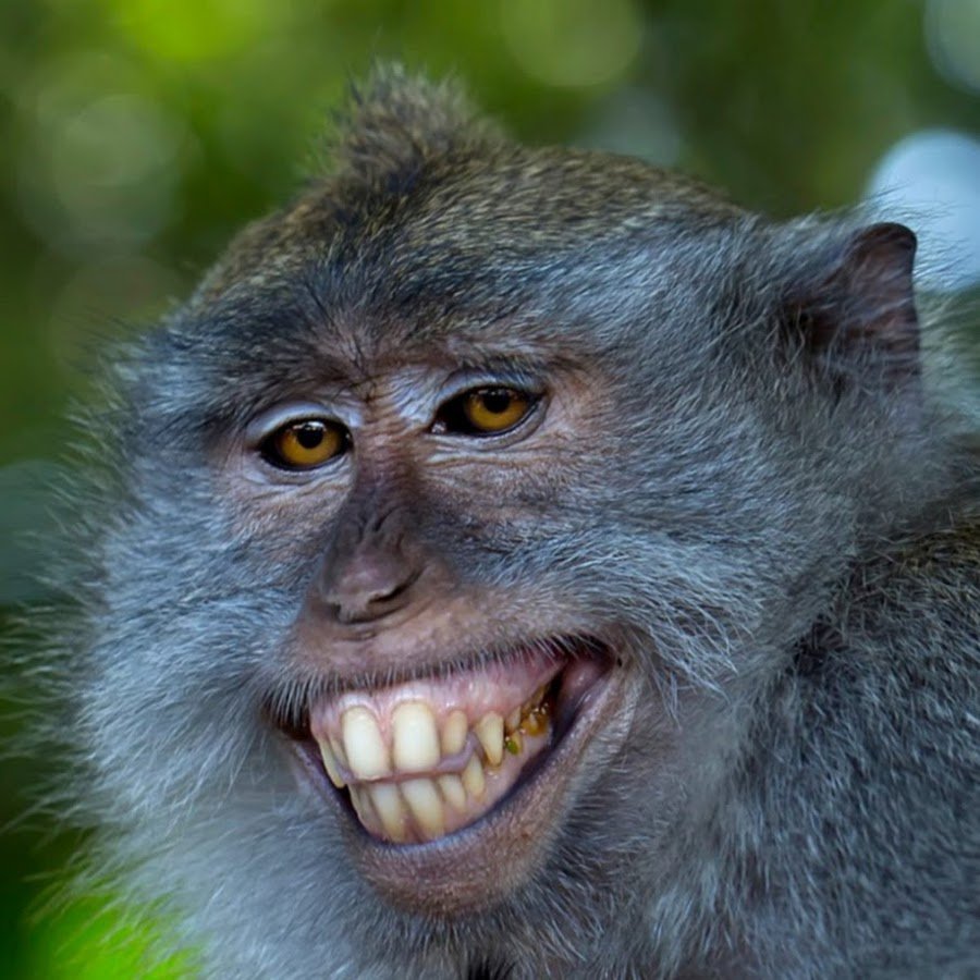 Николаич обезьяна