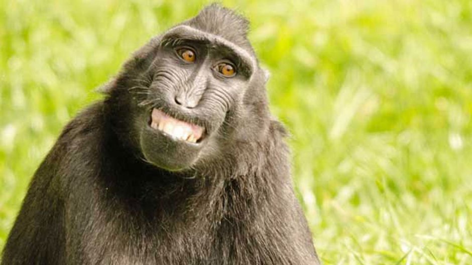 Шимпанзе улыбается