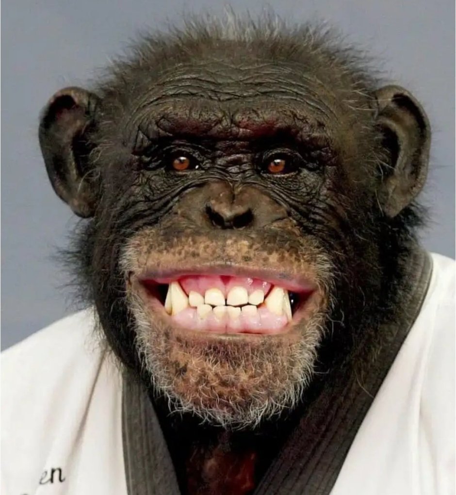 Тупая обезьяна