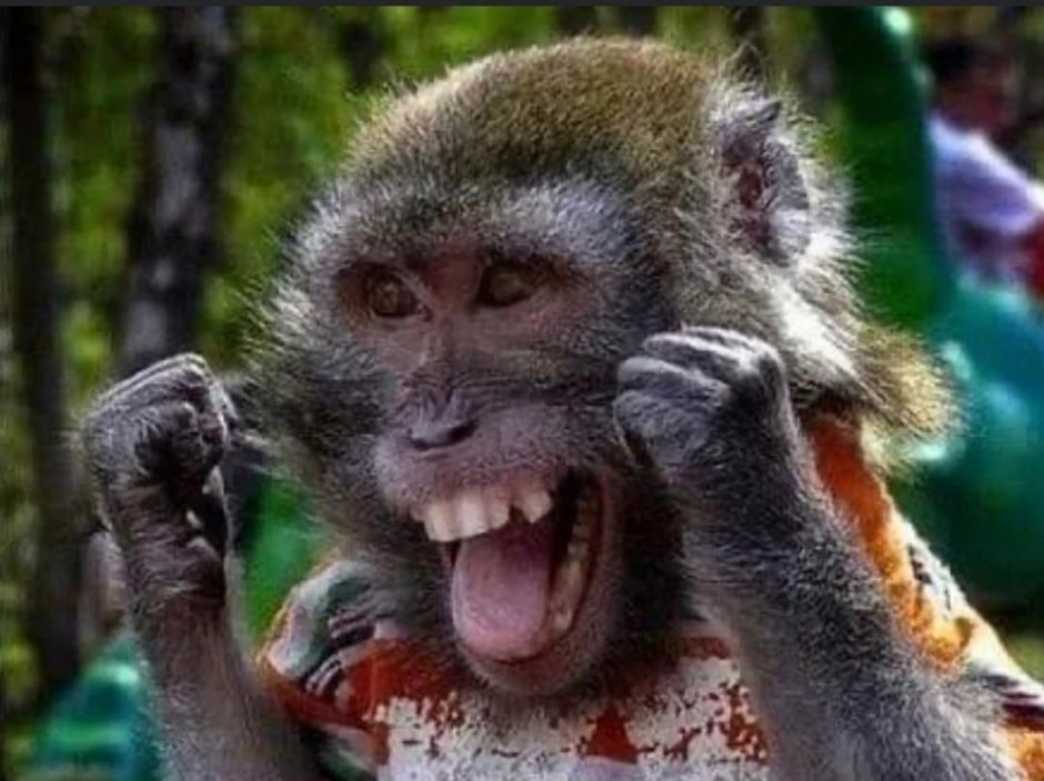 Радостная обезьяна