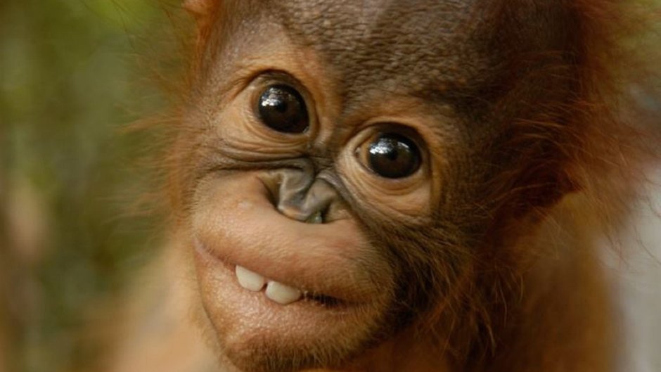 Обезьяна ладно