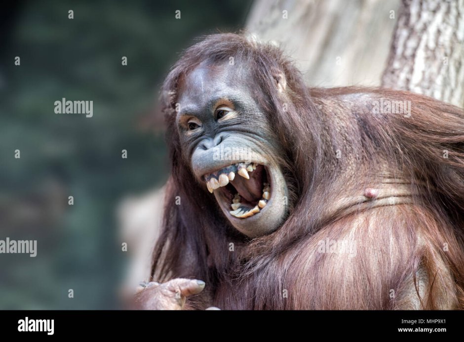 Орангутан зевает